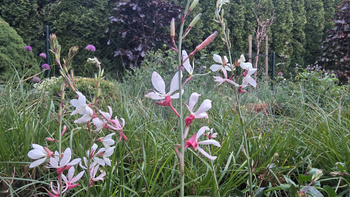 Gaura Lindheimera `Whirling Butterflies’